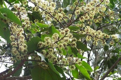 Schefflera rostrata var. micrantha